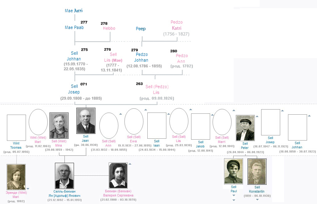 Родовое древо Sell - Wint